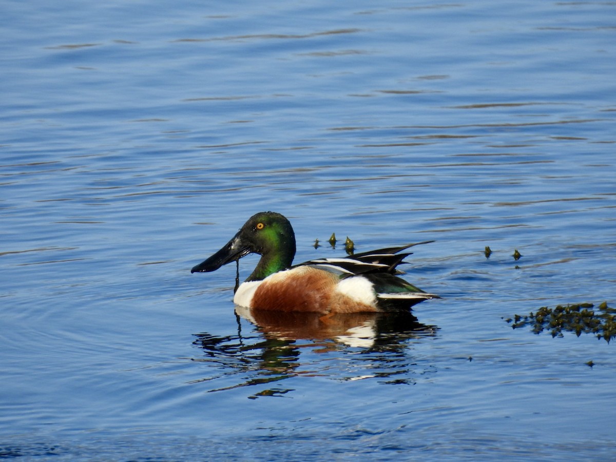 Northern Shoveler - ML634372579