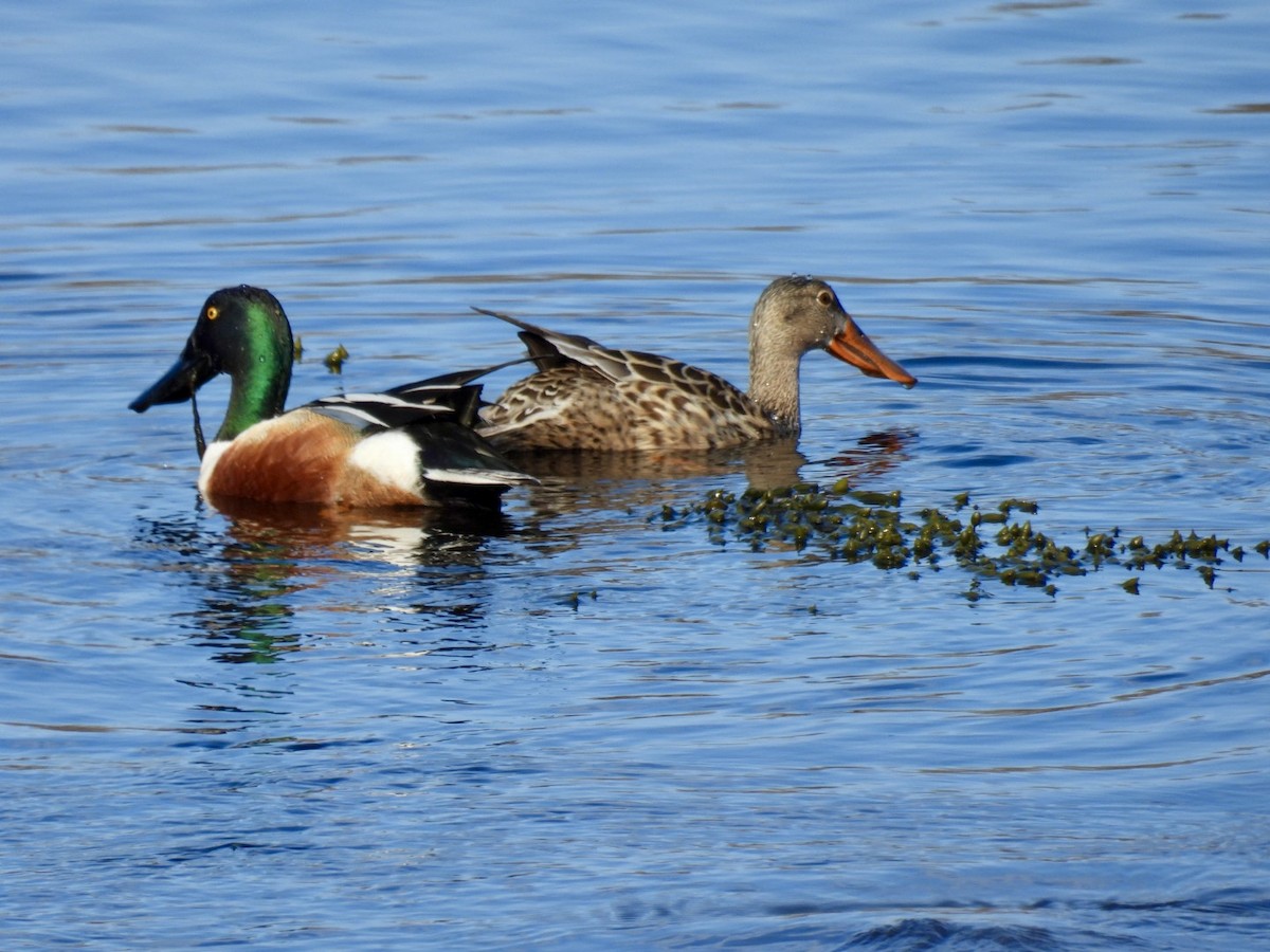 Northern Shoveler - ML634372580