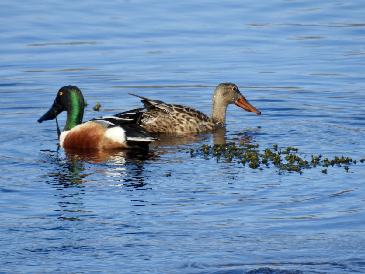 Northern Shoveler - ML634372581