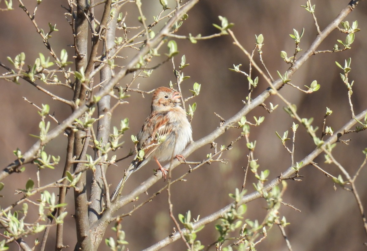 Field Sparrow - ML634372590