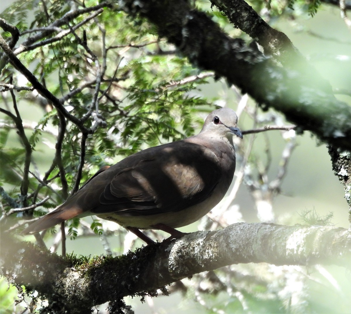 Large-tailed Dove - ML634372623