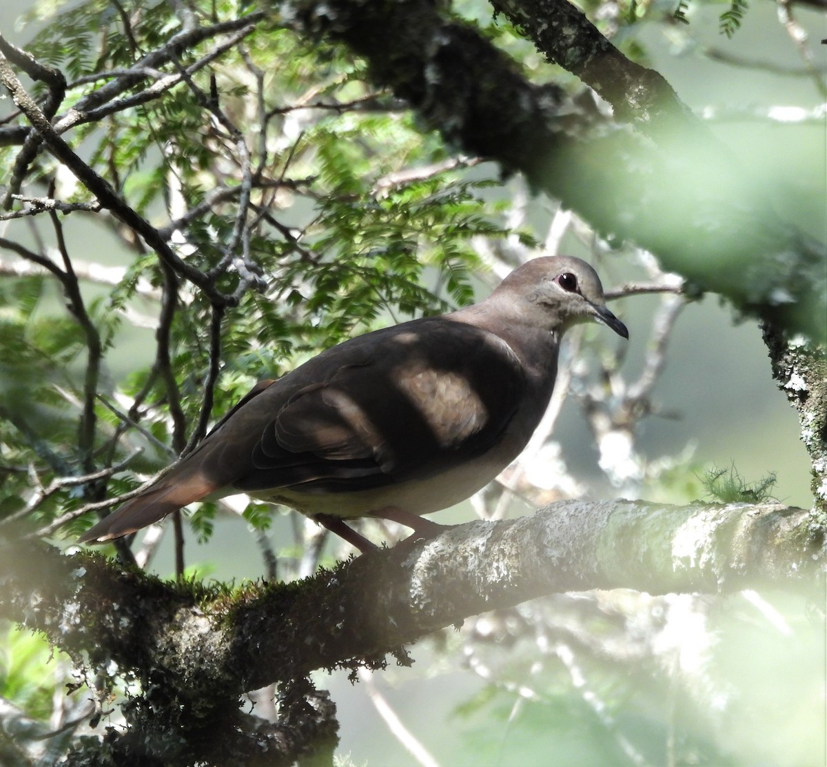 Large-tailed Dove - ML634372624