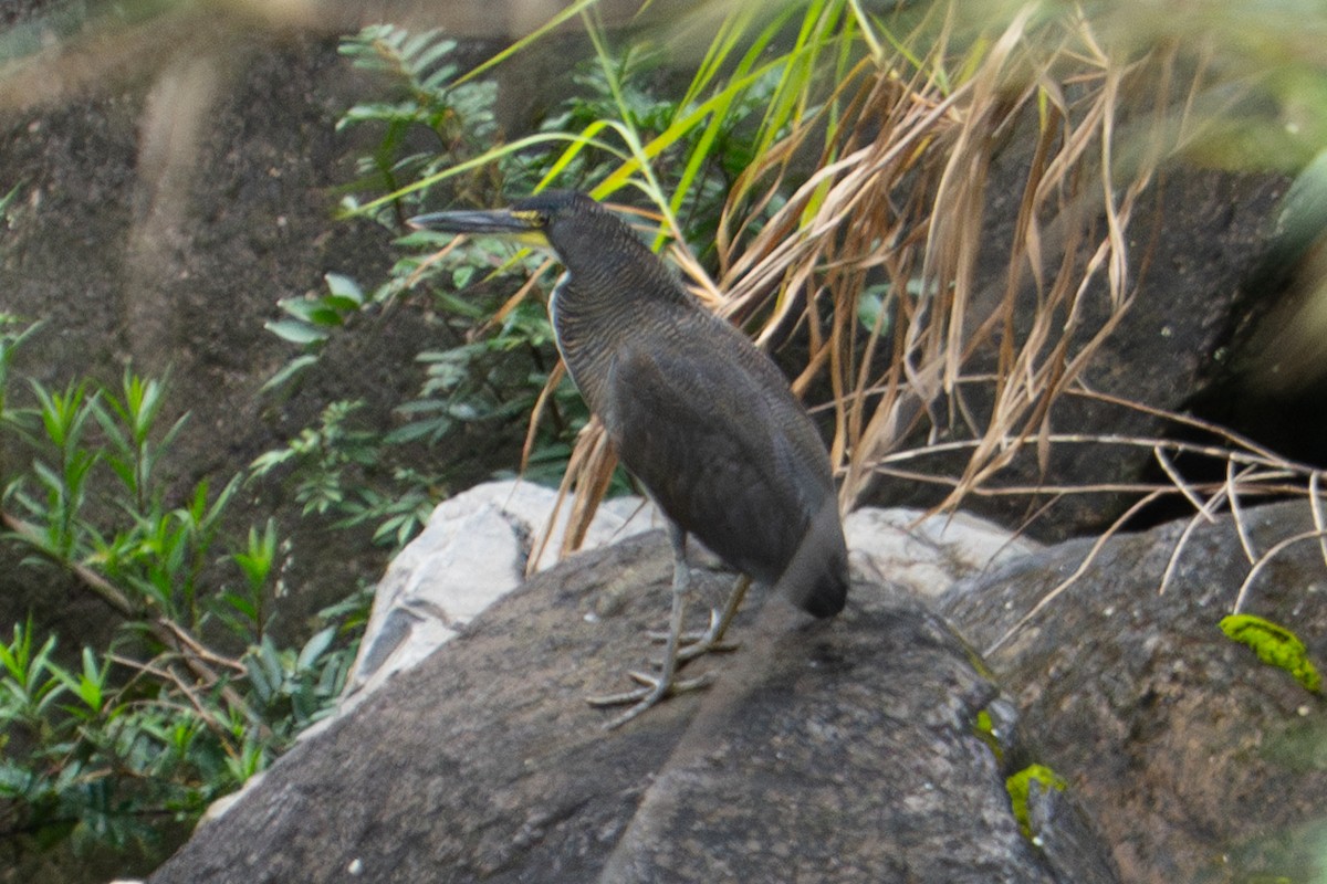 Fasciated Tiger-Heron - ML634372642