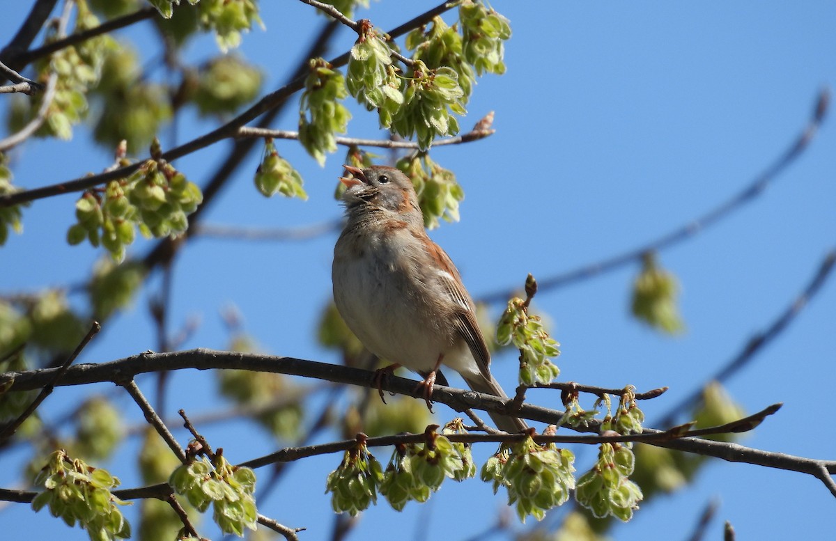Field Sparrow - ML634372663