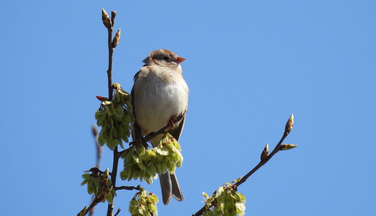 Field Sparrow - ML634372700