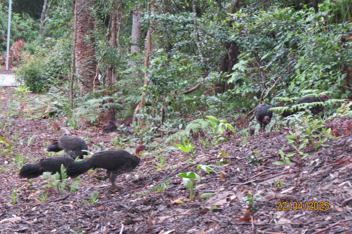 Australian Brushturkey - ML634372781