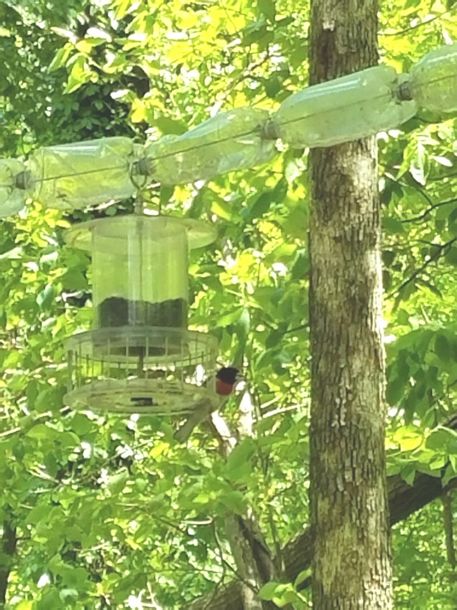 Cardinal à poitrine rose - ML634372827