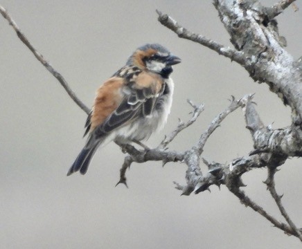 Shelley's Rufous Sparrow - ML634372857
