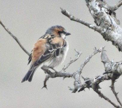 Shelley's Rufous Sparrow - ML634372860