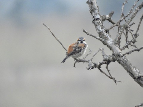 Shelley's Rufous Sparrow - ML634372866