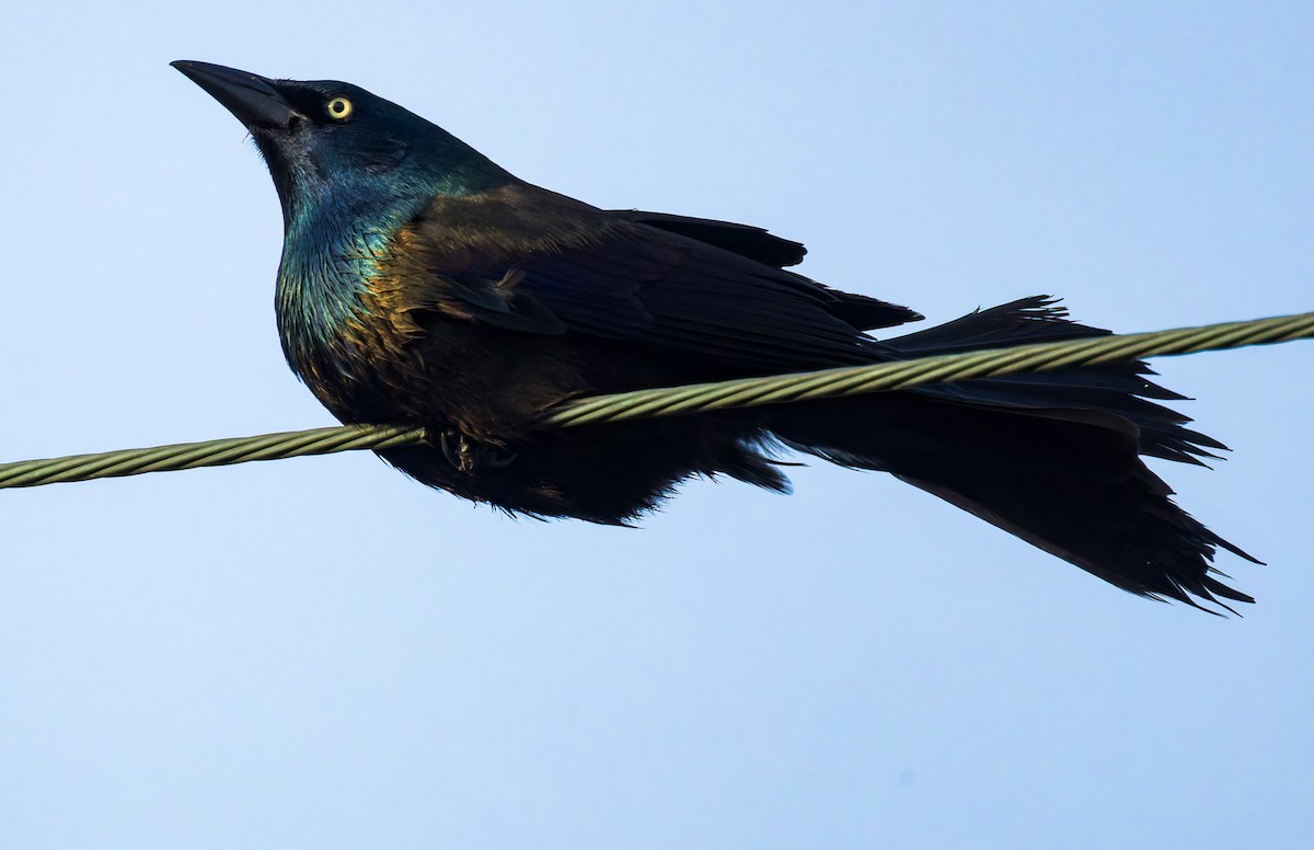 Common Grackle - ML634372885
