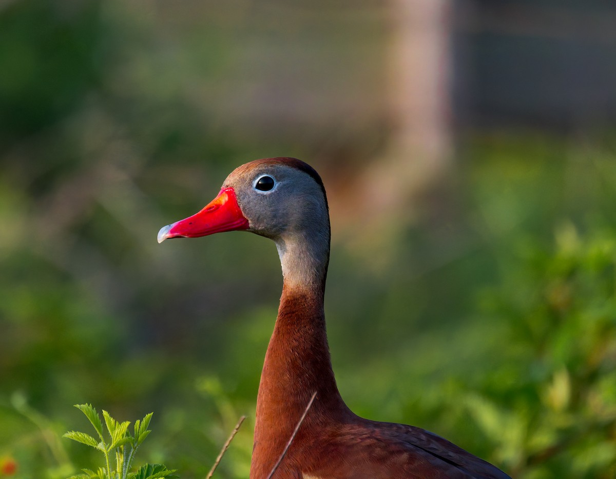 Black-bellied Whistling-Duck - ML634372891