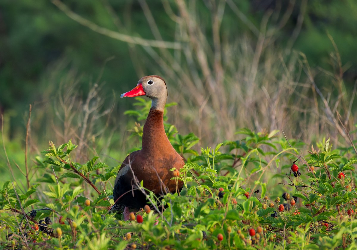 Black-bellied Whistling-Duck - ML634372892
