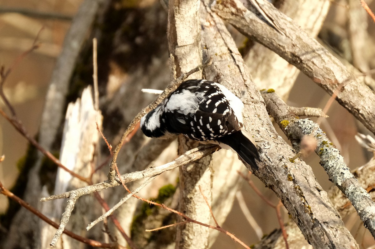 Hairy Woodpecker - ML634372902
