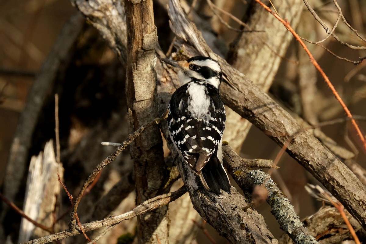 Hairy Woodpecker - ML634372903