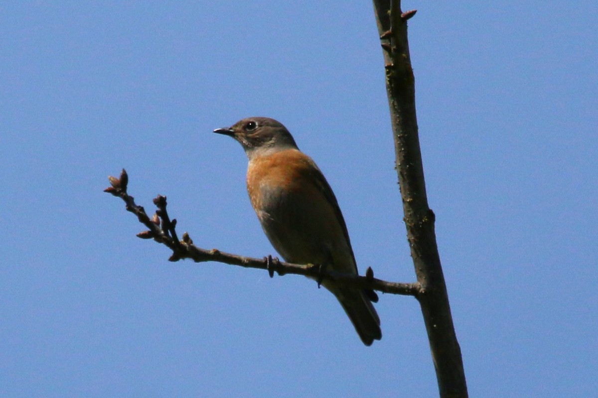 eBird Checklist - 24 Apr 2025 - 2640 SE Rood Bridge Dr, Hillsboro US-OR ...