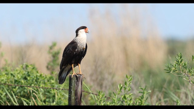 Crested Caracara - ML634372937