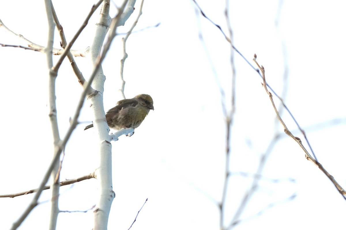 Гацуурын солбин хошуут - ML634372955