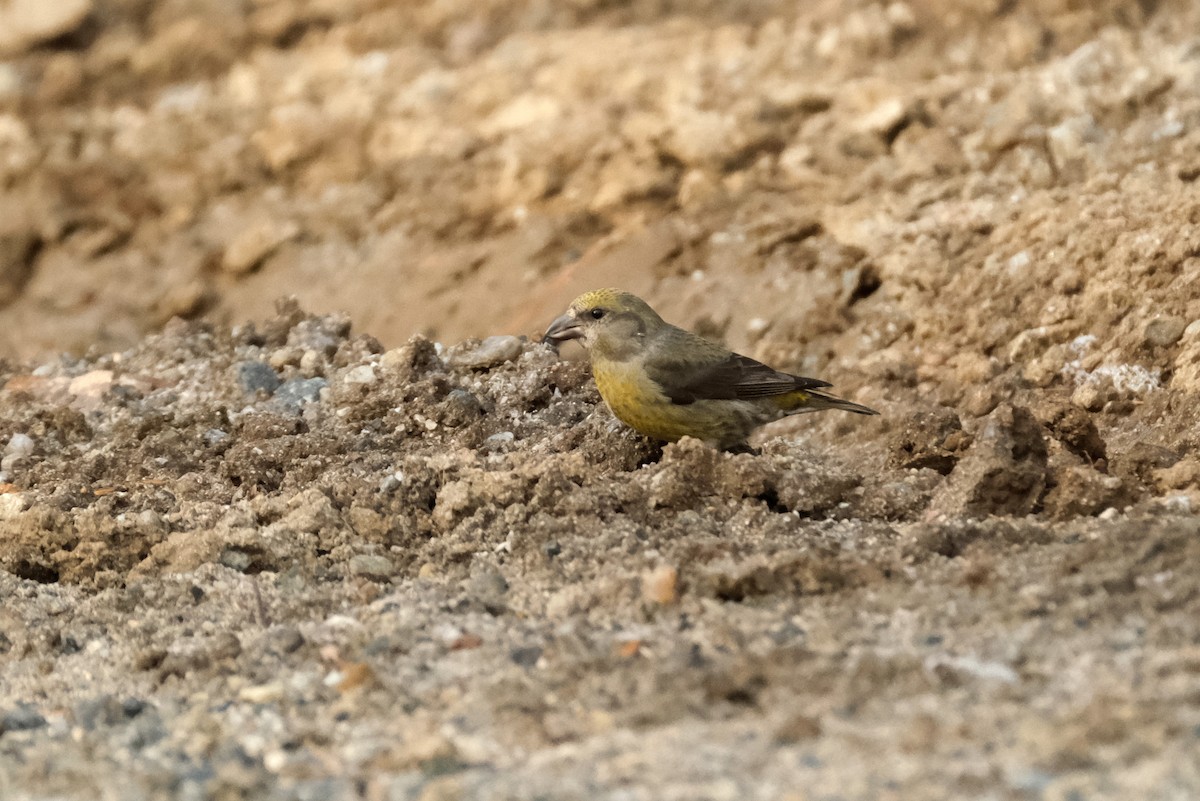 Гацуурын солбин хошуут - ML634372957