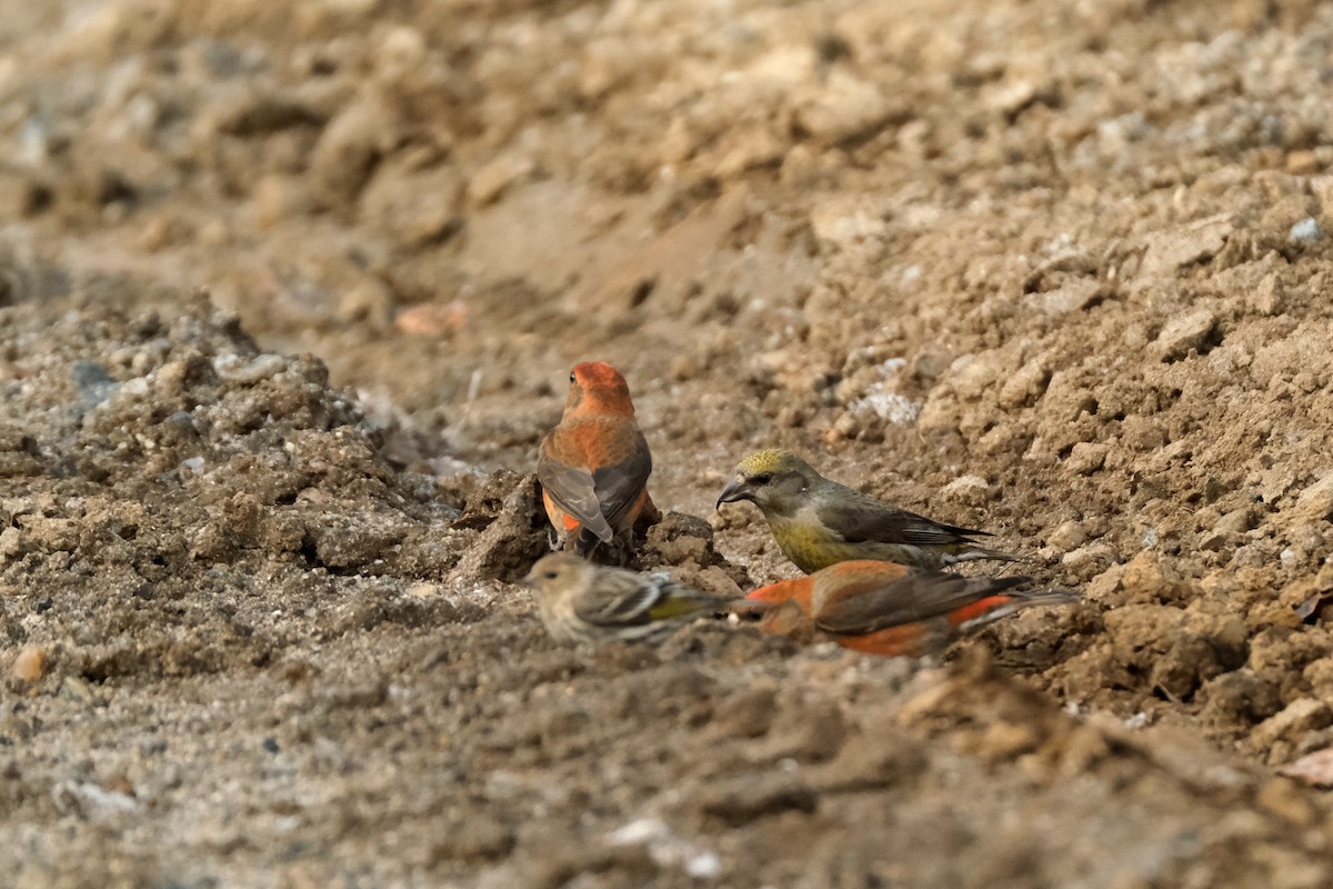 Гацуурын солбин хошуут - ML634372964