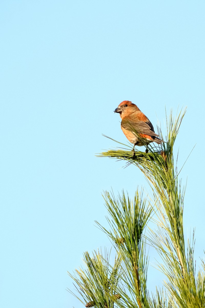 Гацуурын солбин хошуут - ML634372978