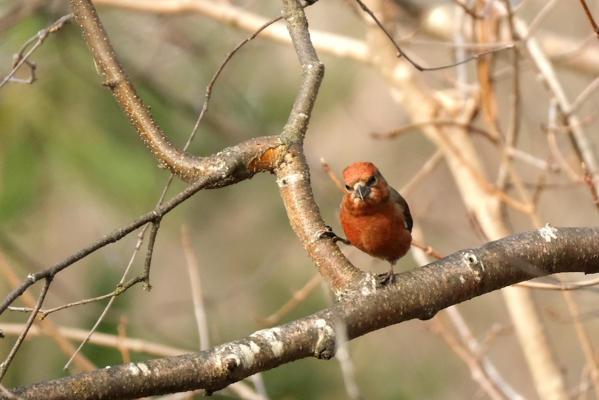 Гацуурын солбин хошуут - ML634372979