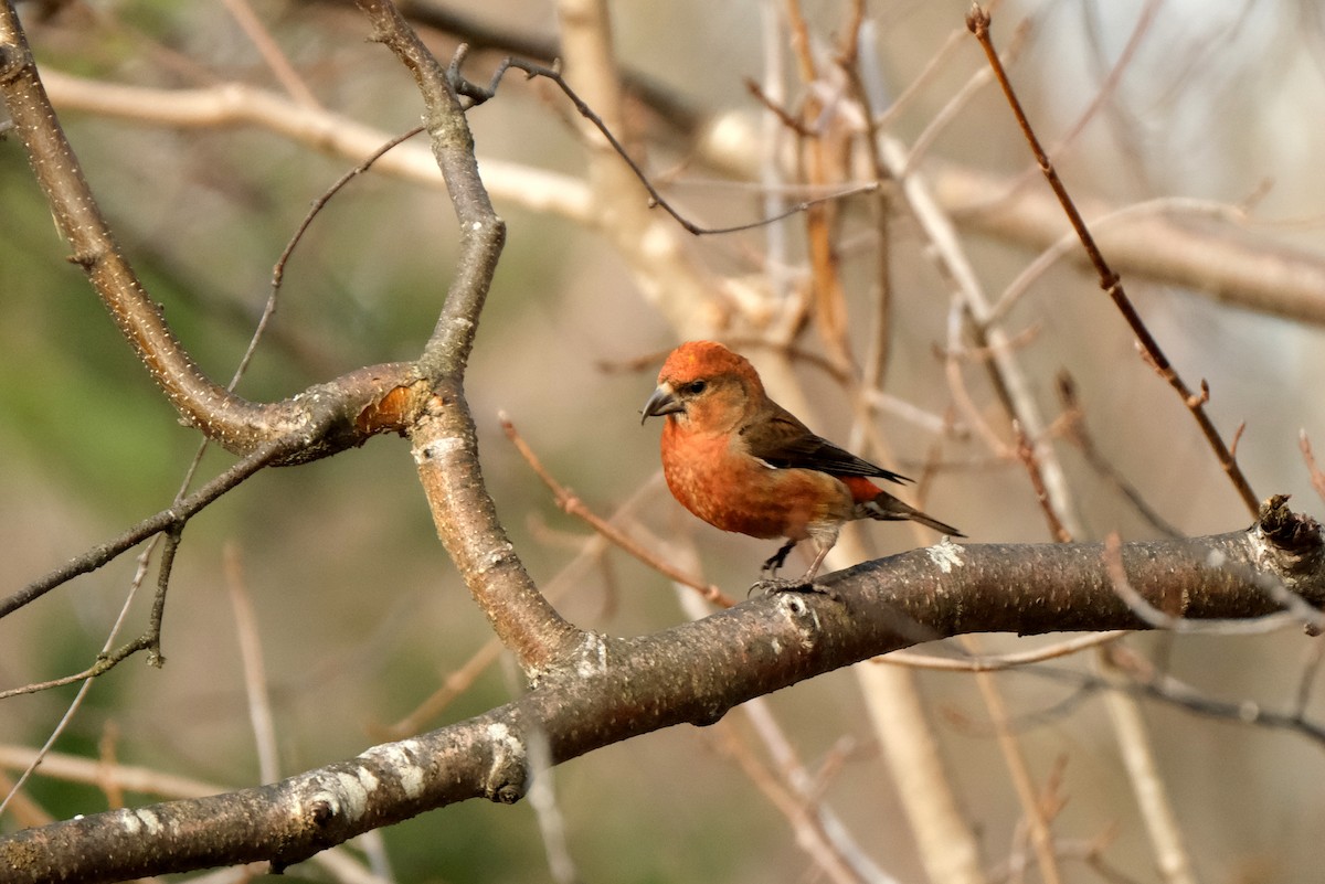 Гацуурын солбин хошуут - ML634372980
