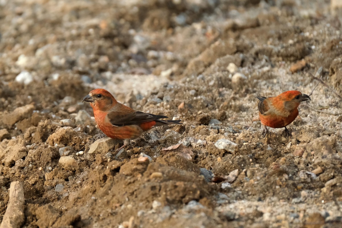 Гацуурын солбин хошуут - ML634372981