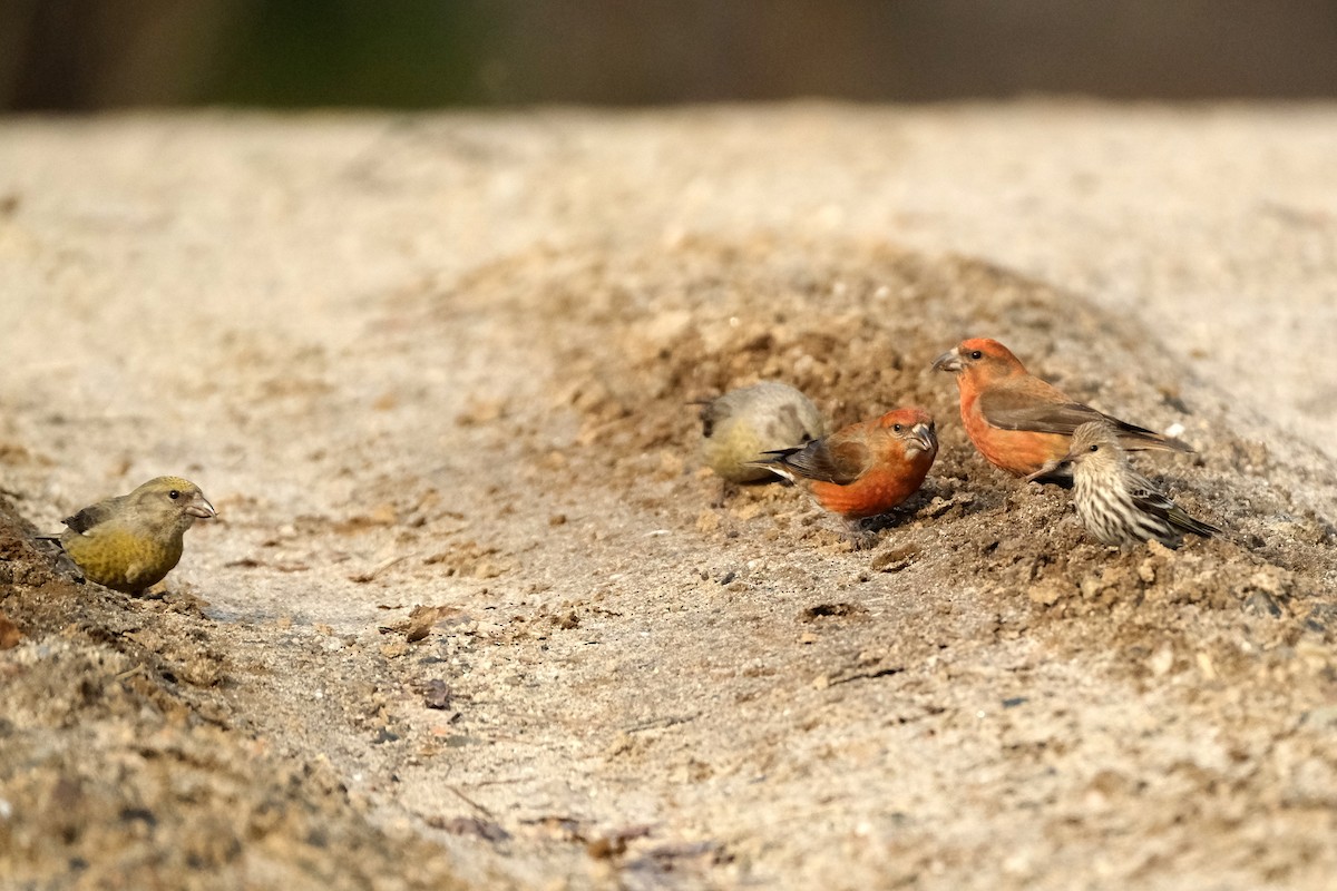 Гацуурын солбин хошуут - ML634372986