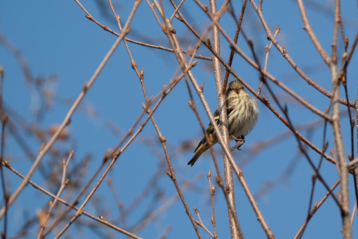 Pine Siskin - ML634373005