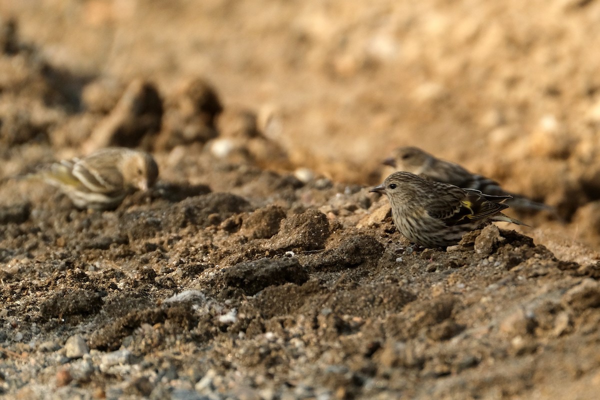 Pine Siskin - ML634373006