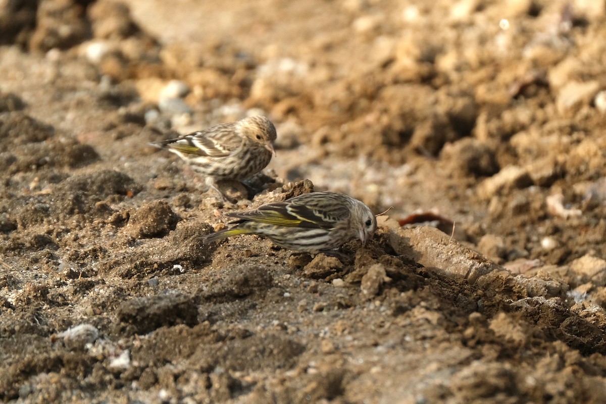 Pine Siskin - ML634373007