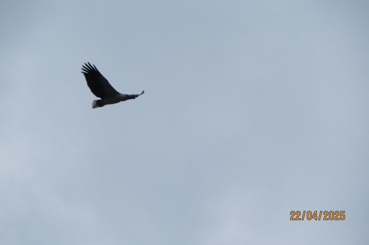 White-bellied Sea-Eagle - ML634373016