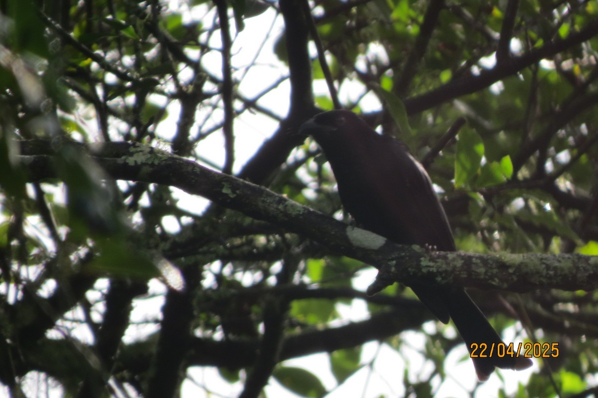 Spangled Drongo - ML634373077