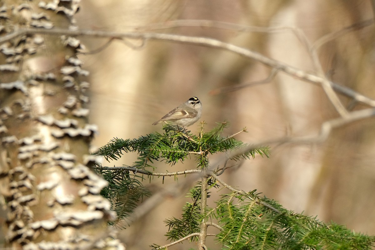 Golden-crowned Kinglet - ML634373096