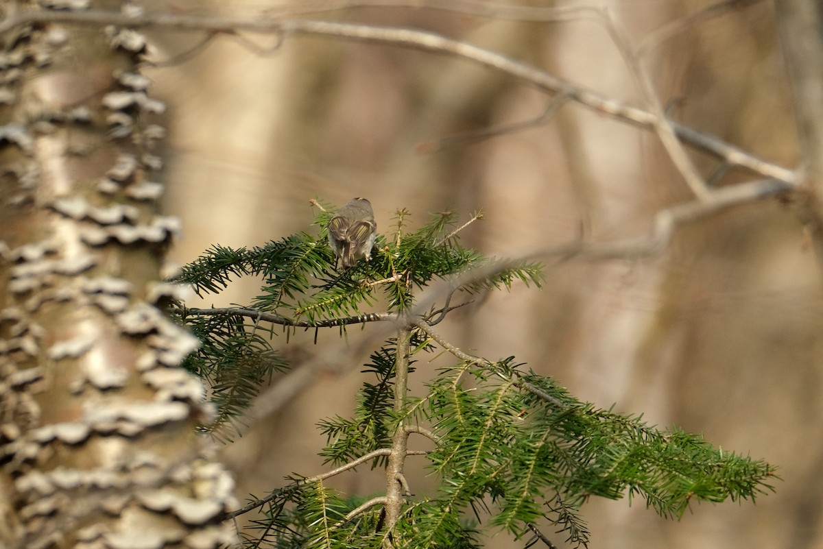 Golden-crowned Kinglet - ML634373098
