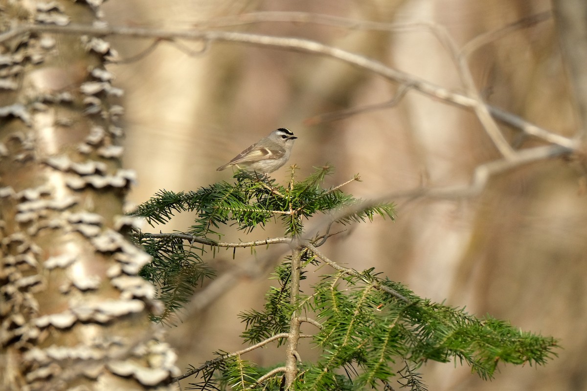Golden-crowned Kinglet - ML634373099