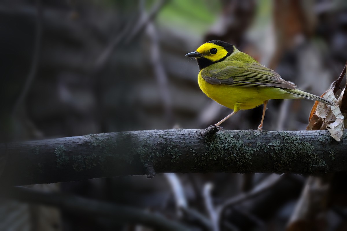 Hooded Warbler - ML634373304