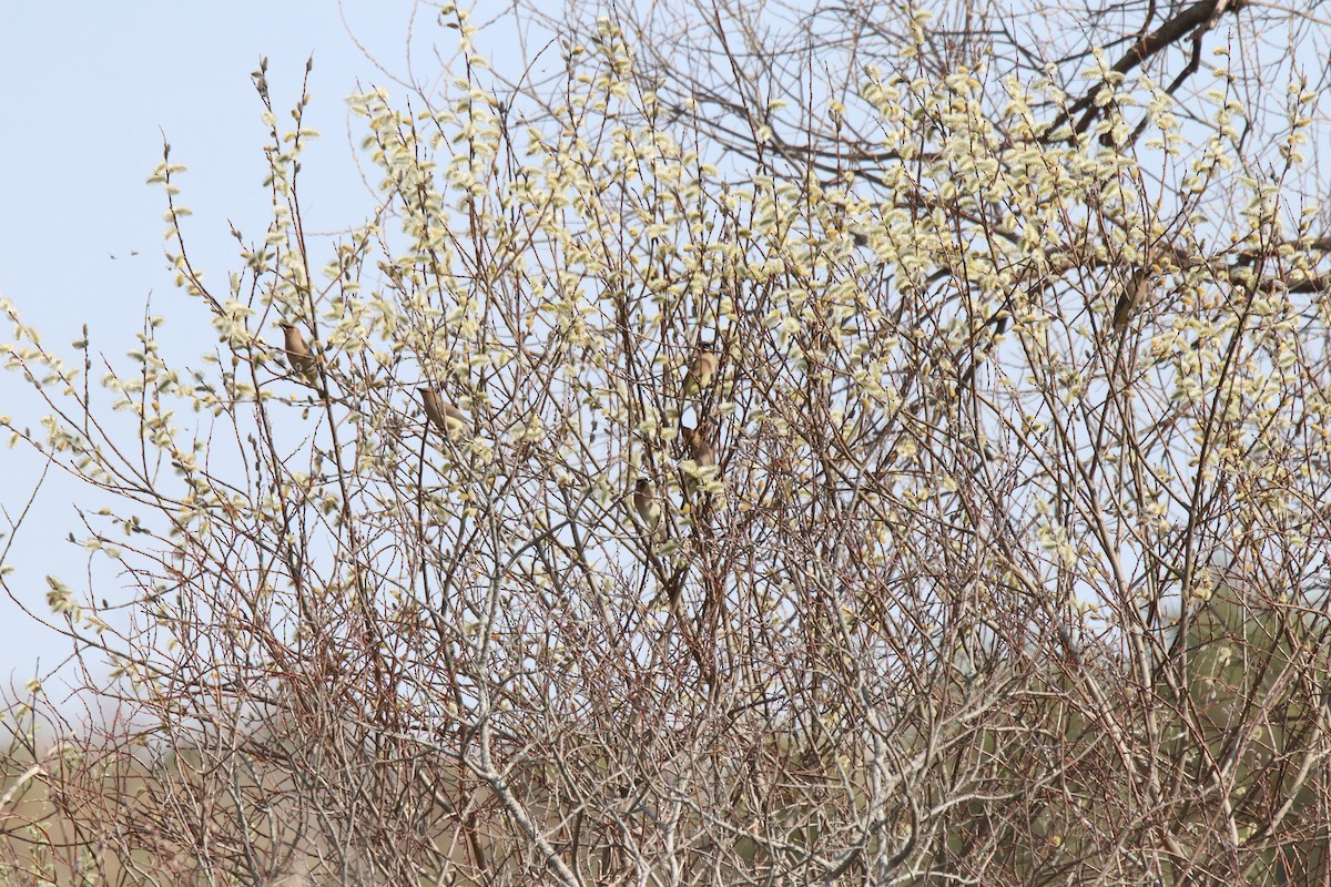 Cedar Waxwing - ML634373351