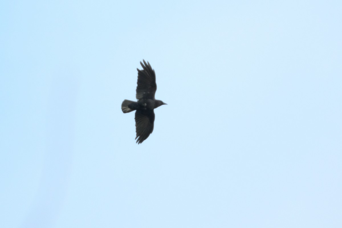 American Crow - ML634373421