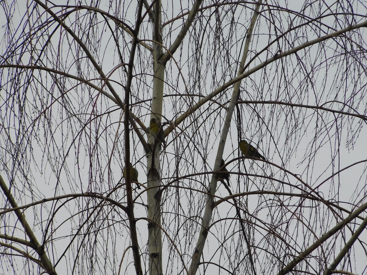 Black-chinned Siskin - ML634373538
