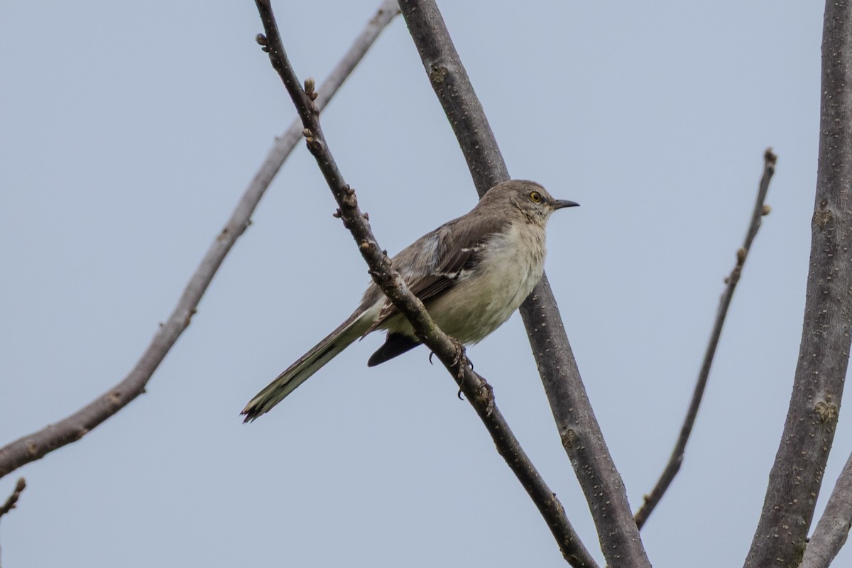 Northern Mockingbird - ML634373617