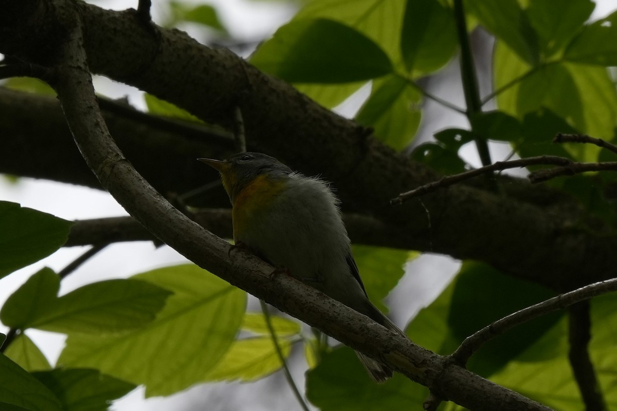 Northern Parula - ML634373743
