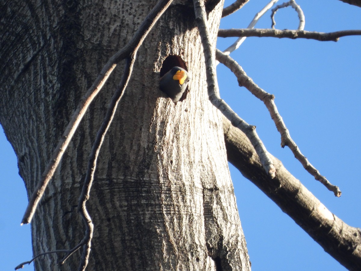 Finch-billed Myna - ML634373908