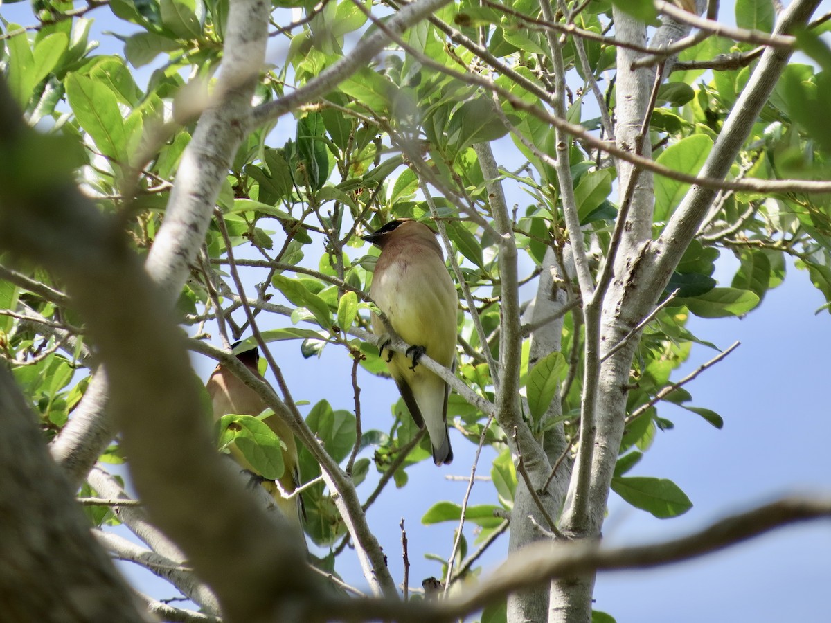 Cedar Waxwing - ML634374324