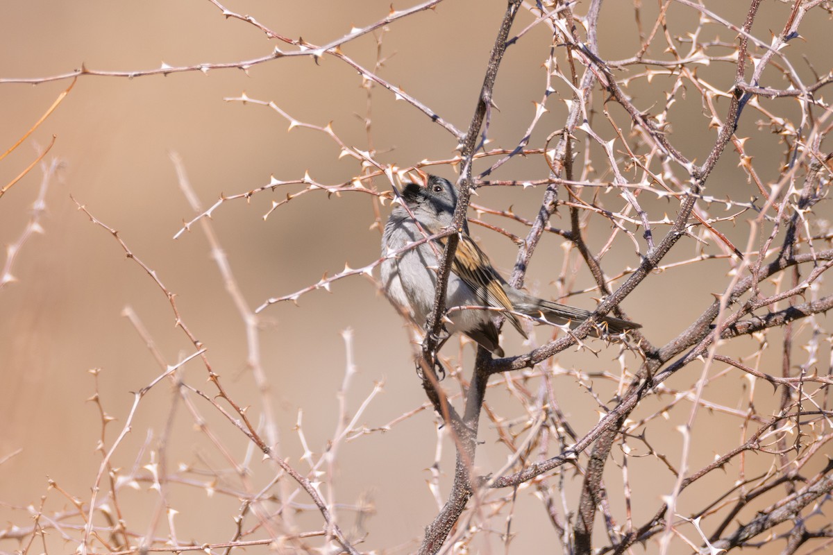 Black-chinned Sparrow - ML634374445