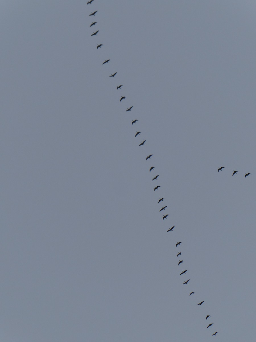 Манхин галуу - ML634374665