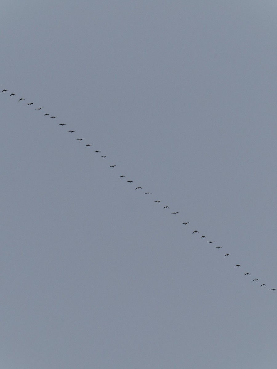 Манхин галуу - ML634374666