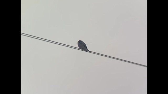 Purple Martin - ML634375037