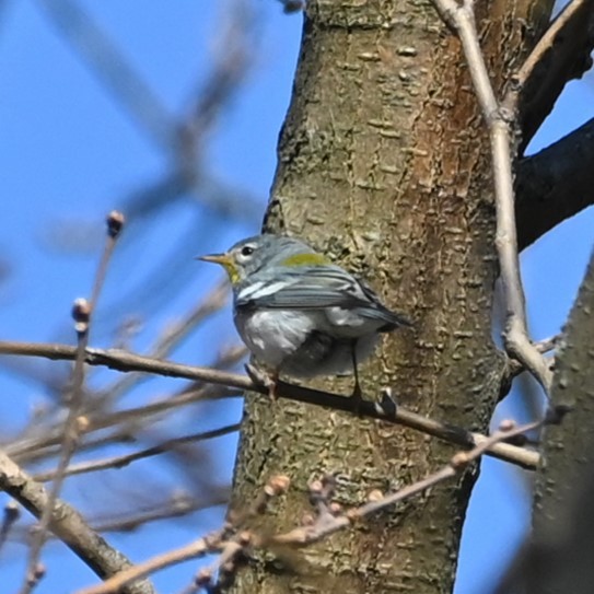 Northern Parula - ML634375077